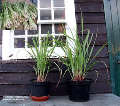natural-methods-to-drive-away-mosquitoes-using-lemong-grass